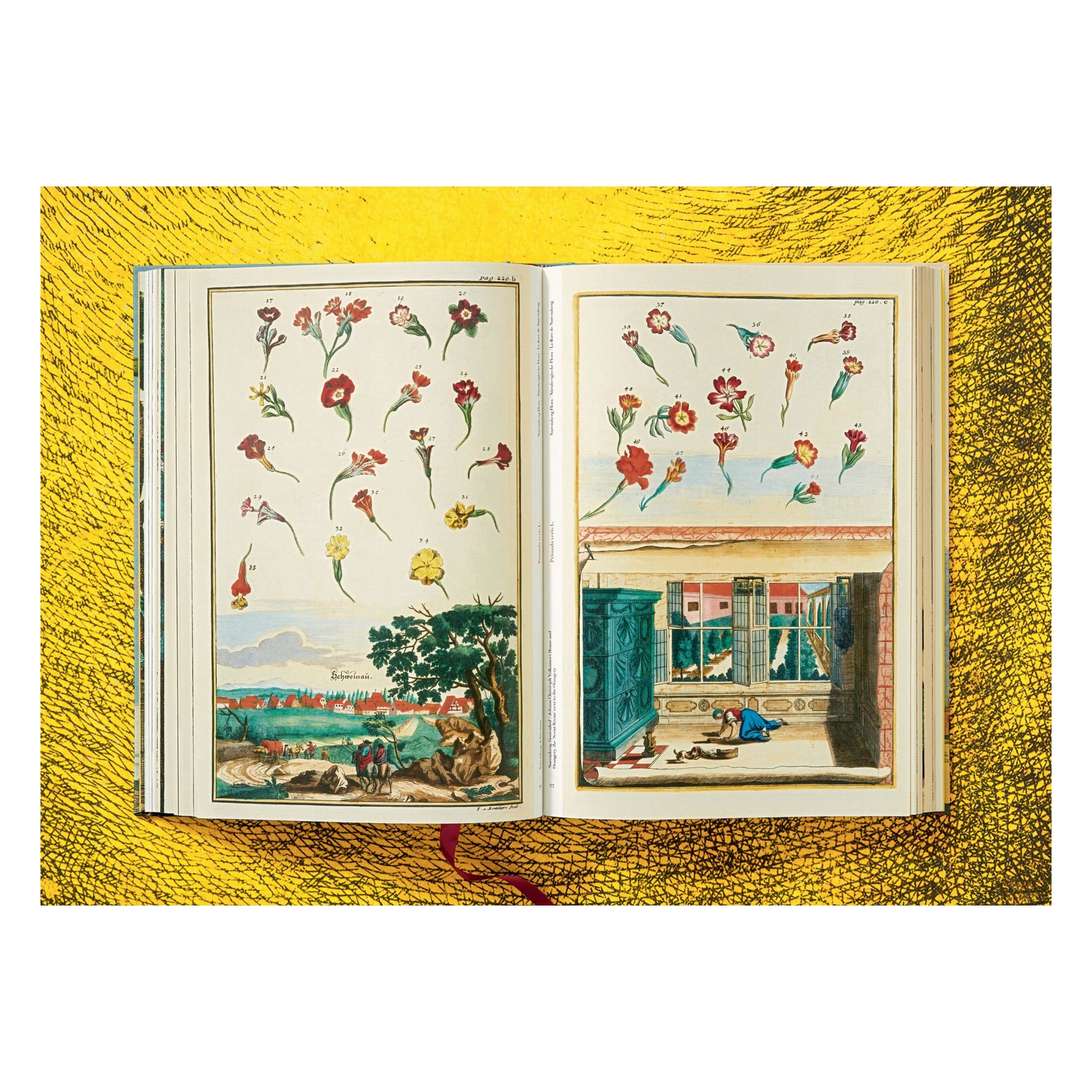 J. C. Volkamer: The Book of Citrus Fruits (German, French, English)