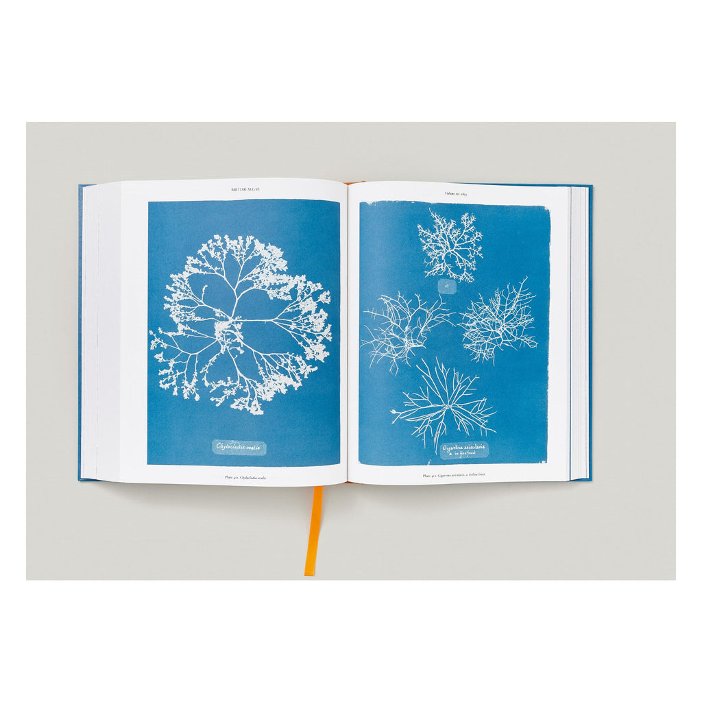 Anna Atkins. Cyanotypes (German, French, English)