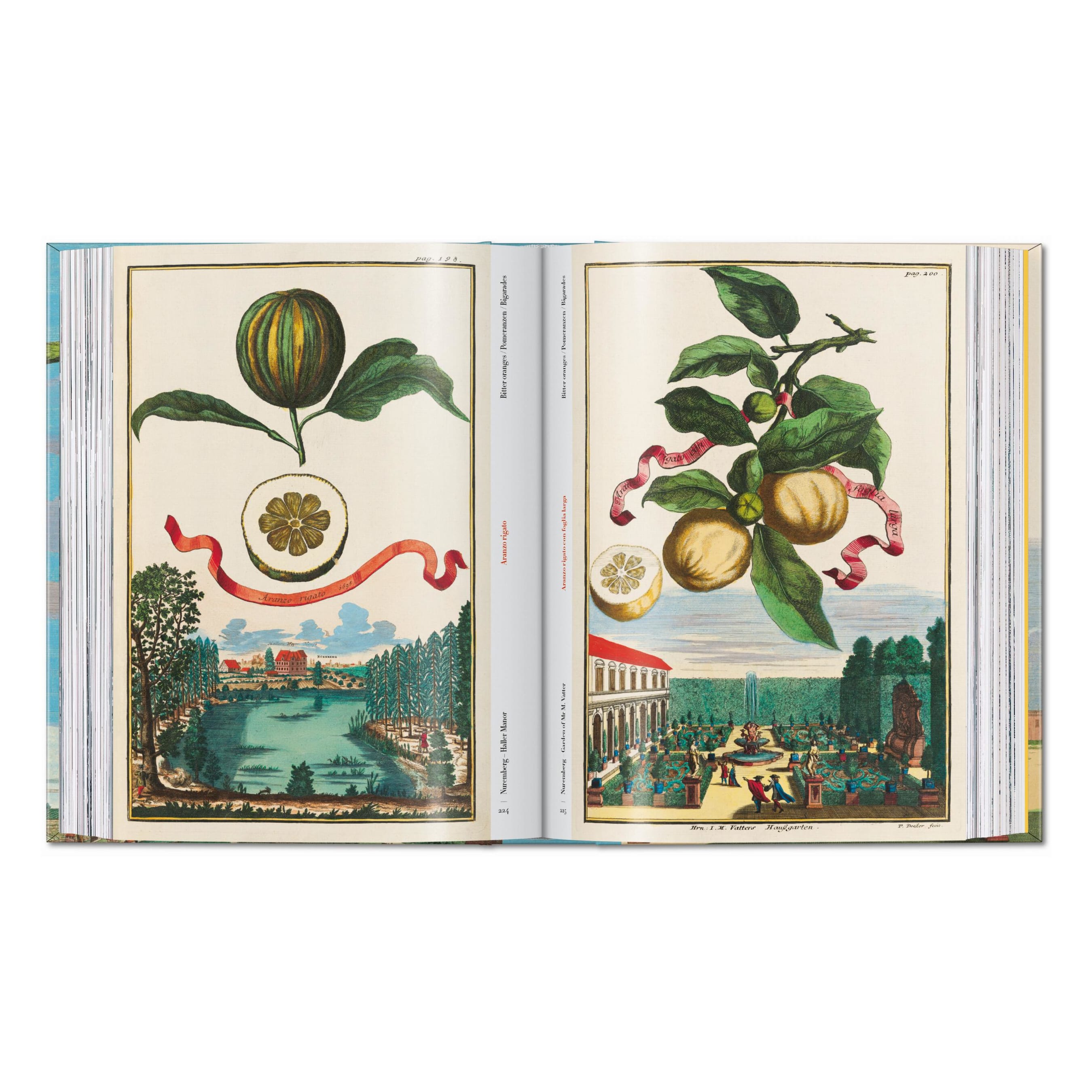 J. C. Volkamer: The Book of Citrus Fruits, 45th Ed. (German, French, English)