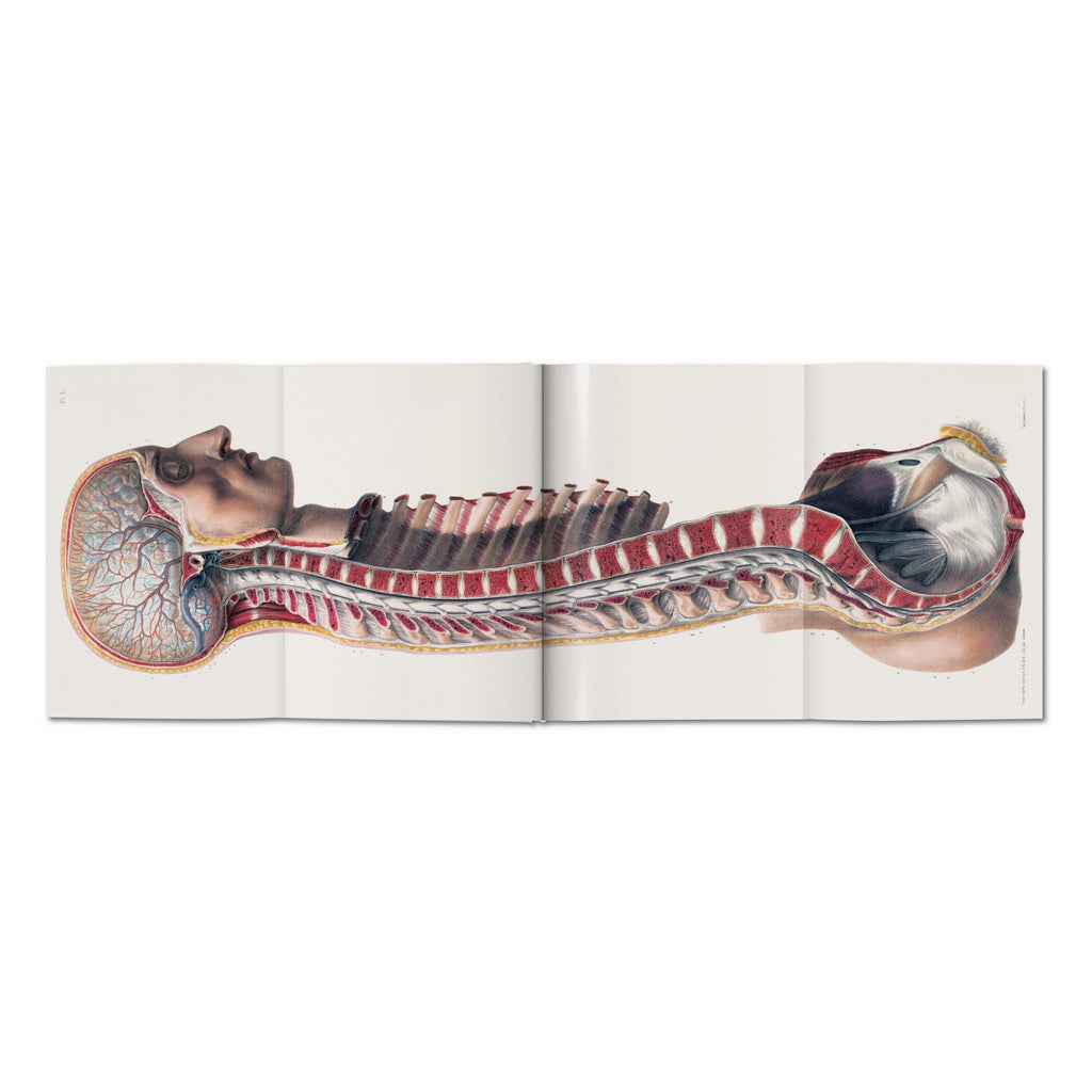 Bourgery: Atlas of Human Anatomy and Surgery (German, French, English)