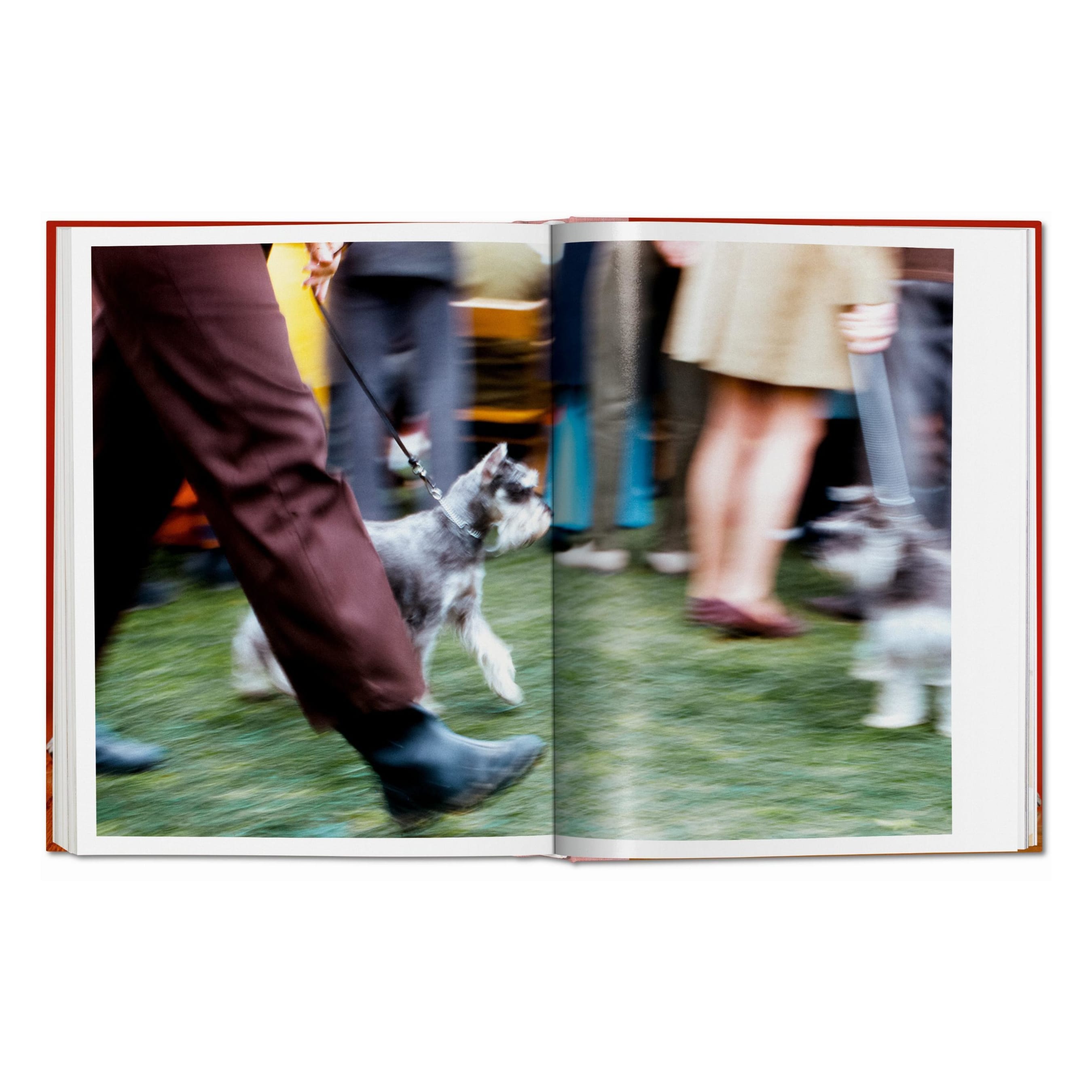Walter Chandoha: Dogs. Photographs 1941–1991 (German, French, English)