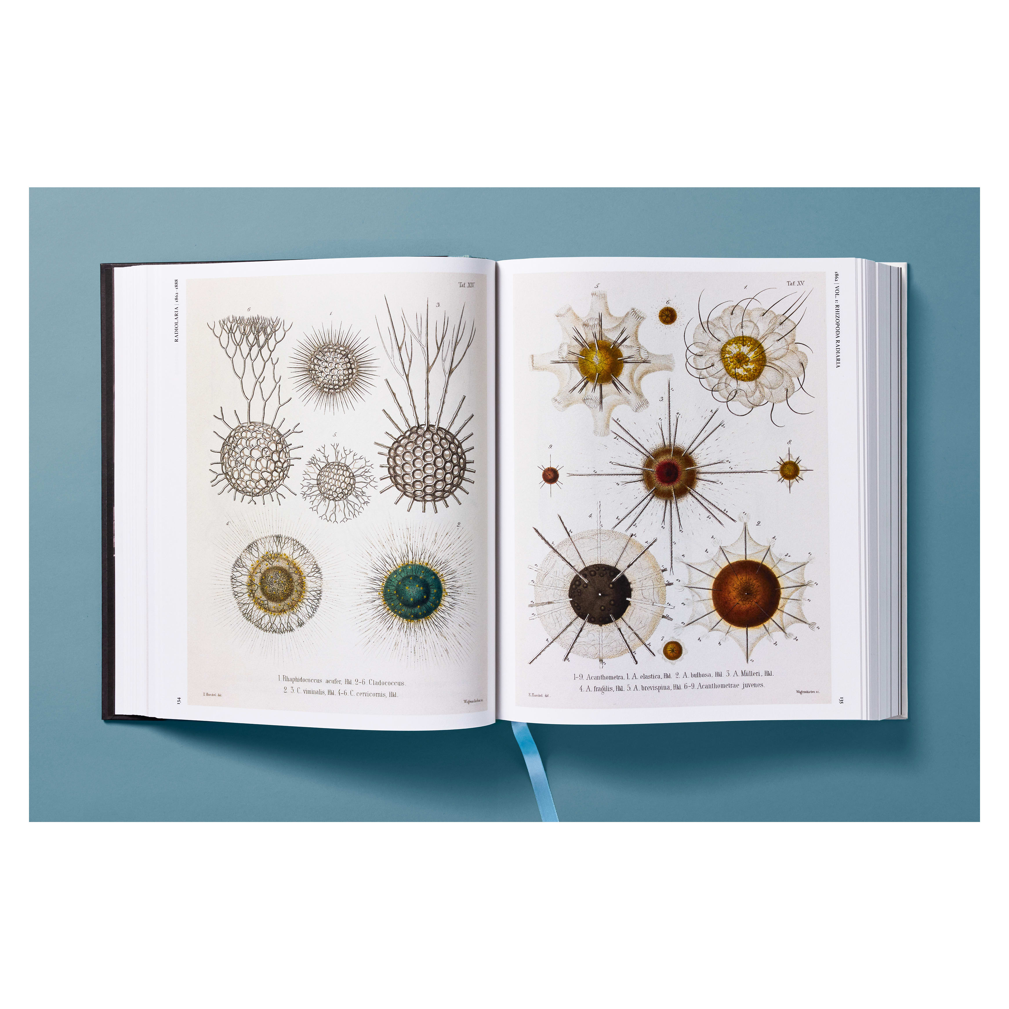 The Art and Science of Ernst Haeckel (German, French, English