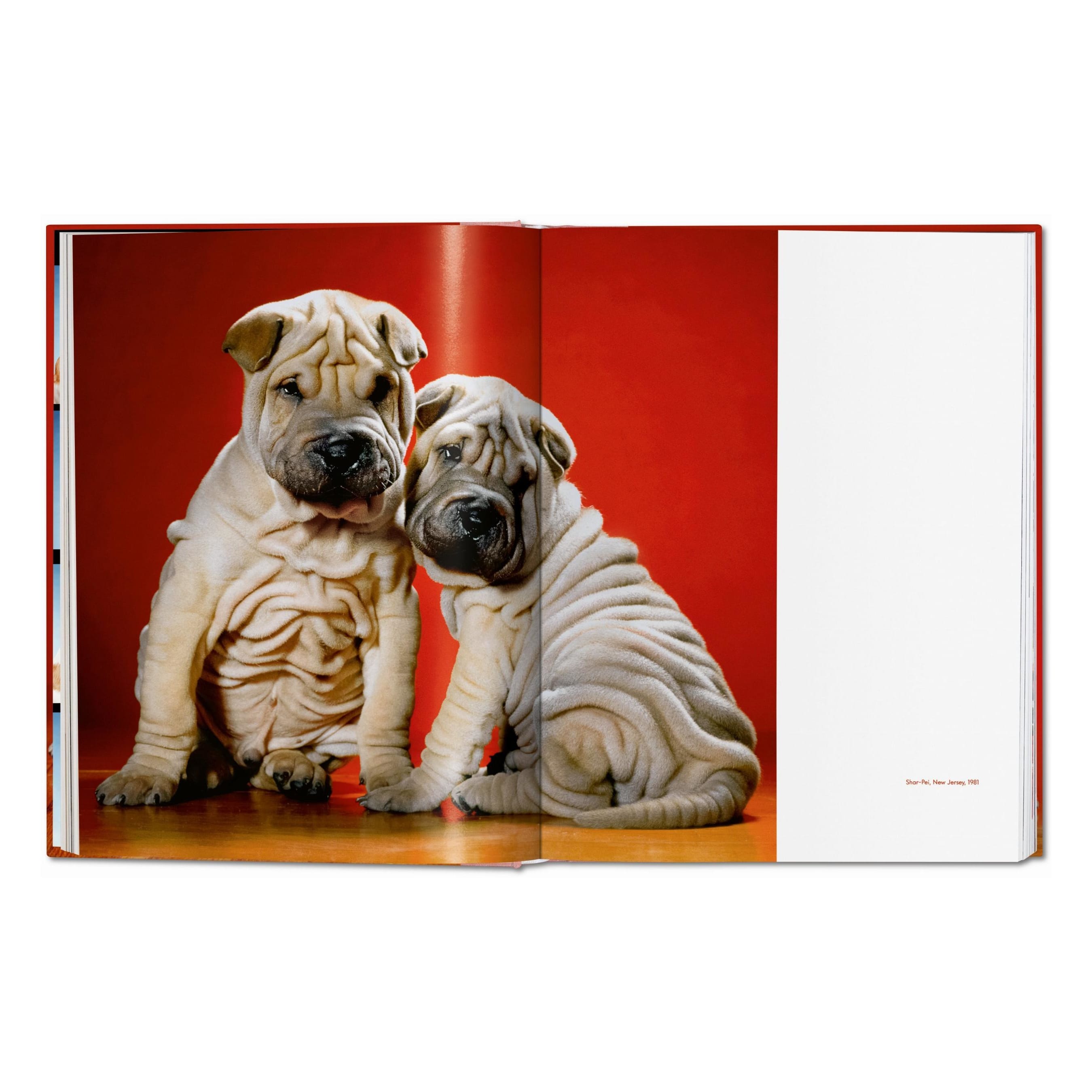 Walter Chandoha: Dogs. Photographs 1941–1991 (German, French, English)
