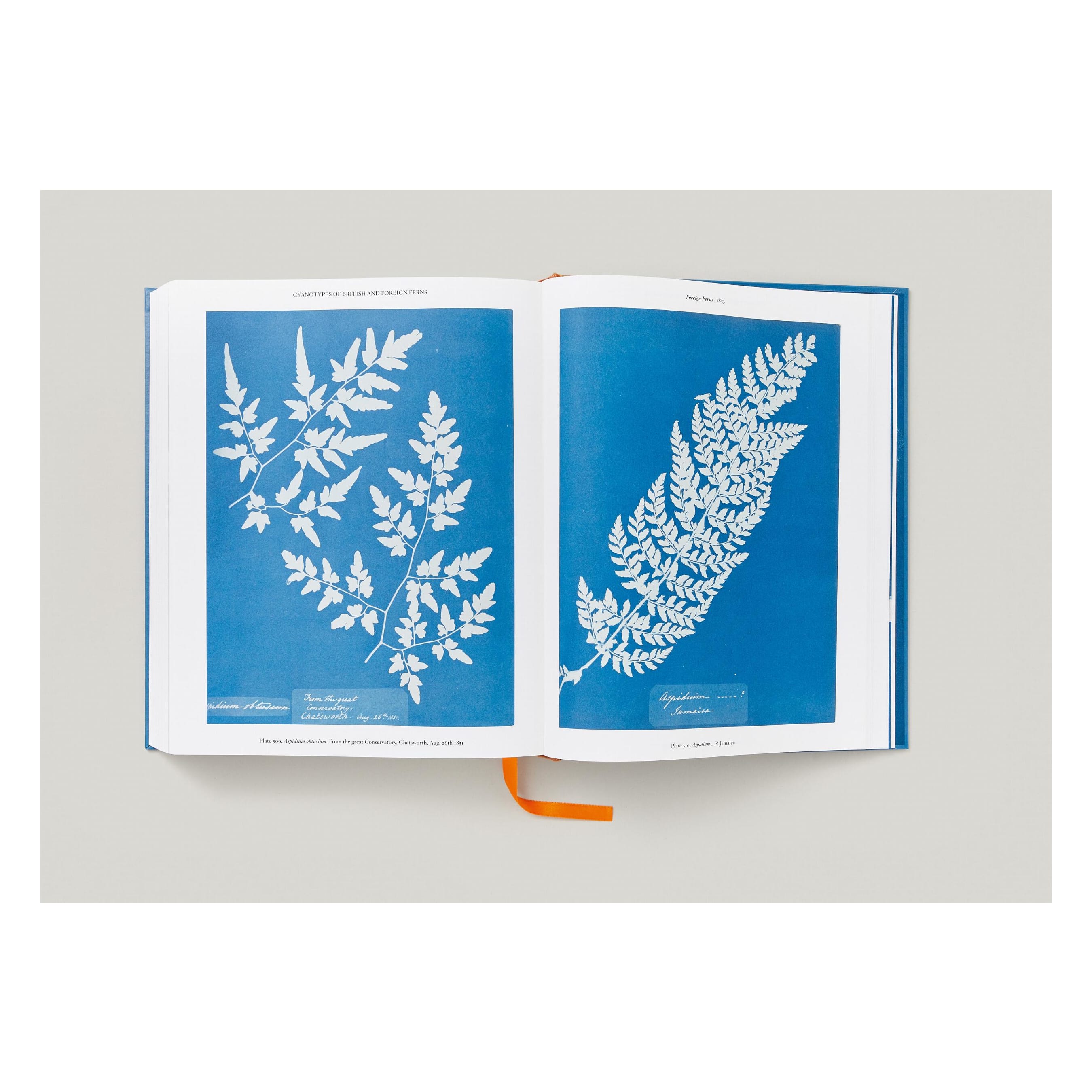 Anna Atkins. Cyanotypes (German, French, English)