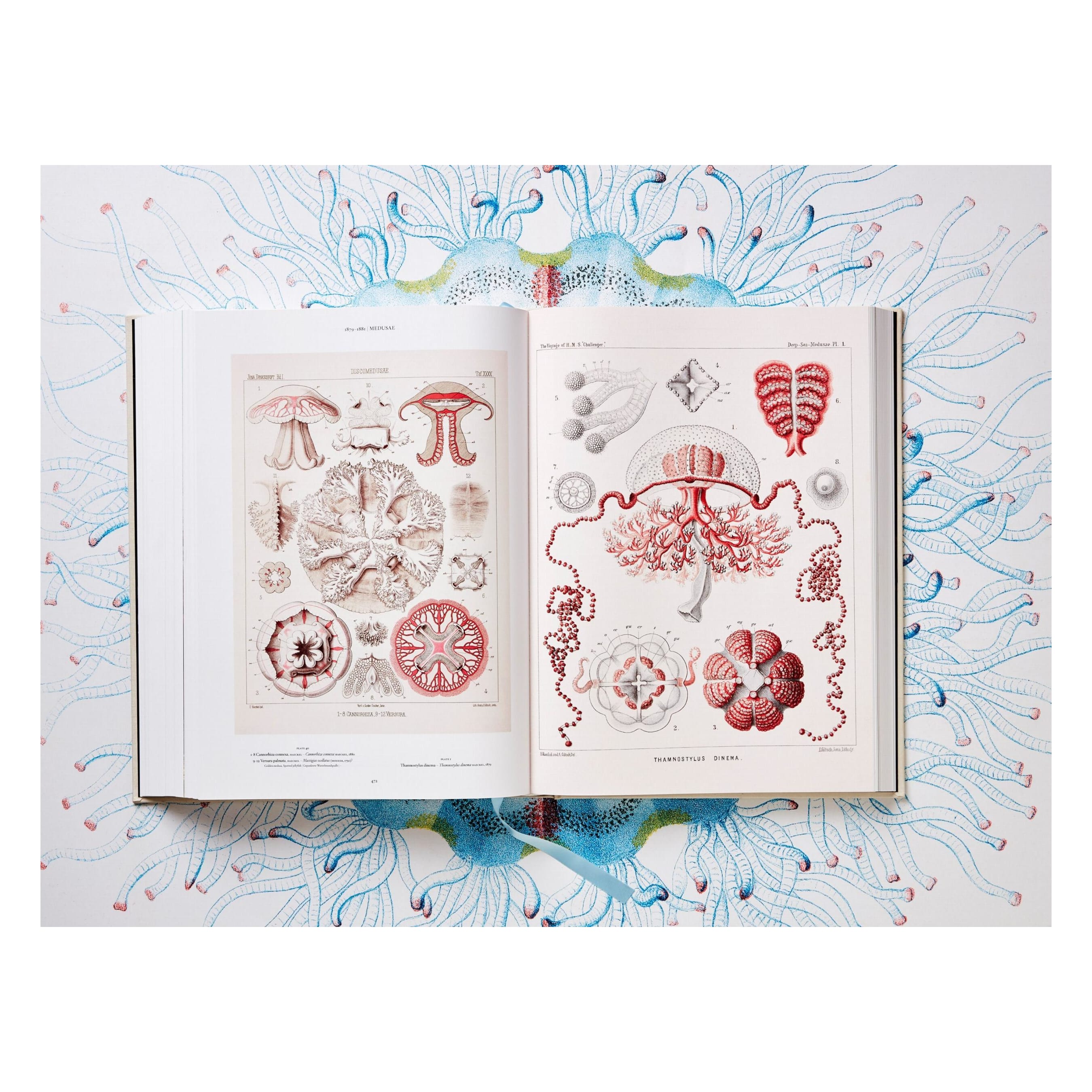 The Art and Science of Ernst Haeckel (German, French, English)